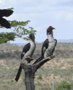 Hornbills, such as this pair, mate for life. (Photo by Wayne Clough)