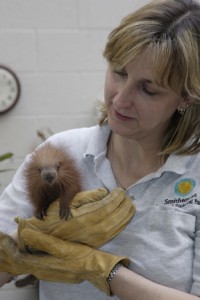 Dell Guglielmo is holding a prehensile-tailed porcupine, a nocturnal vegetarian rodent. They have a prehensile tail, that is almost as long as their bodies that can be usedl as a fifth appendage to grasp and hang from trees. Their tails have no spines and the upper side near the end has a callus pad. They curl into a ball if threatened and when agigtated, stamp their hind feet, shake their spines and emit both deep growls and high-pitched cries. (Photo by Jessie Cohen)