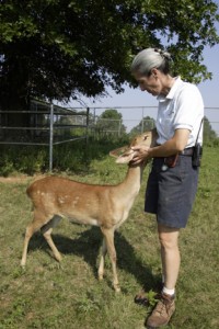 Dolores Reed reassures Claire, an Eld’s deer. Eld’s deer are native to Southeast Asia, and habitat destruction has made them an endangered species. Eld’s deer are extremely excitable and when disturbed will run about erratically, bumping into any obstacles in their path. Keepers at CRC —which houses a 50-member herd — have acclimated the deer to accept strange noises (such as cars, lawnmowers and music) without becoming excited and injuring themselves. They are also taught to enter open doors they reach, which makes it easier for keepers and vets to interact with the animals in a stress-free environment. (Photo by Mehgan Murphy)