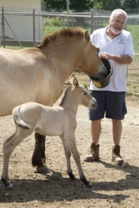 Greg Peterson with the Zoo's newest Przewalski’s horse, a colt born on June 10, and his mother, Brandy. Przewalski’s horses were thought to be extinct in the wild due to hunting, climate change and loss of habitat and water sources. However, thanks to conservation efforts by the Zoo and other institutions, breeding programs have successfully reintroduced some of the animals back into the wild. They are now considered “critically endangered.” (Photo by Mehgan Murphy)