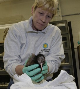 Kathy Brader holds a kiwi. Kiwis are the “honorary mammals” of New Zealand. They are ground-dwelling, burrowing birds that also have the sharp sense of smell and poor eyesight associated with mammals. In addition; they have solid bones like mammals (unlike other birds, whose bones are hollow). (Photo by Jessie Cohen)