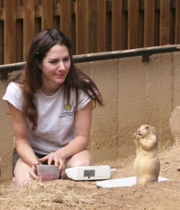 Kristen Clark waits patiently as she earns the trust of one of the Zoo’s prairie dogs. Prairie dogs’ social structure is much like that of humans —they live in family groups, which cluster in neighborhoods, which are all part of a larger “town” or “colony.” The colony lives in an underground tunnel system with many chambers. Prairie dog family members greet one another with what looks like a kiss. They’re not really kissing, though—they’re gently touching their front teeth together. This is how prairies dogs recognize each other. (Photo by Heidi Helmuth)