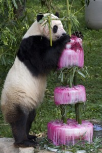 Giant panda Tai Shan enjoys a frozen birthday "cake" on his fourth birthday on July 9. (Photo by Mehgan Murphy)