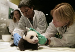 From left, The National Zoo's head veterinarian Dr. Suzan Murry; Lisa Stevens, curator, Giant Pandas and Primates; and animal keeper Nicole Mess examine giant panda cub Tai Shan. (Photo by Jessie Cohen)