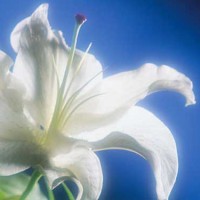 In Memoriam: James Earl Carter
