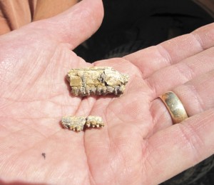 The tiny fossilized jawbones of a prehistoric horse (top) and pig. (Photo courtesy of Wayne Clough)