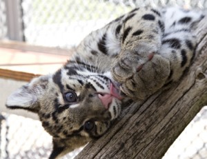 A rare clouded leopard cub born earlier this year at the Conservation and Research Center. (Photo by Mehgan Murphy)