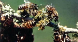 Africanized honeybees, or so-called "killer bees," are more aggressive than species native to North and South America.