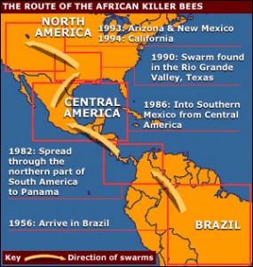 This map shows the migration routes of Africanized honeybees since 1957.