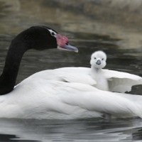 Black-necked swans