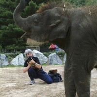 Jessie Cohen photographs a baby Asian elephant