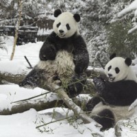 Giant pandas Mei Xiang and Tian Tian