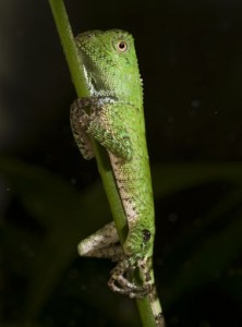 Chameleon forest dragon hatchling (Photo by Mehgan Murphy)