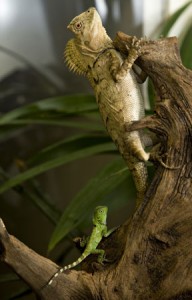 Adult chameleon forest dragon and hatchling (Photo by Mehgan Murphy)