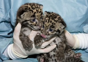 These clouded leopard cubs were born in March 2009 at the Zoo's Conservation and Research Center. (Photo by Mehgan Murphy)