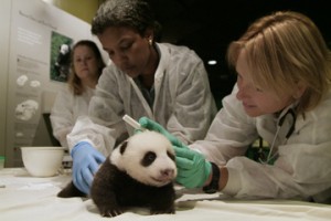 The National Zoo's Chief Veterinarian Dr. Suzan Murray (right), Curator of Primates and Giant Pandas Lisa Stevens (center) and animal keeper Nicole Meese (left) conducted a health exam on Tai Shan when he was a cub in 2005. (phot by Jessie Cohen)