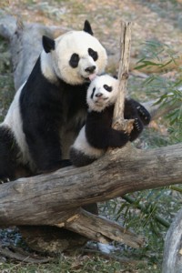 Mei Xiang and Tai Shan (Photo by Jessie Cohen)