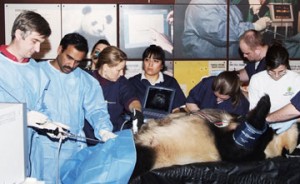 A team of Smithsonian scientists and veterinarians prepare giant panda Mei Xiang for artificial insemination. (Photo by Mehgan Murphy)