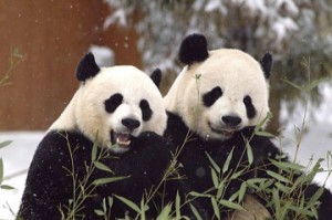 Mei Xiang and Tian Tian. (Photo by Mehgan Murphy)