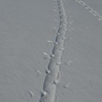 penguin tracks