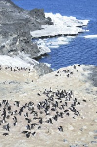 The Adelie penguin rookery at Cape Royd. (Photo by Tom Peterson)