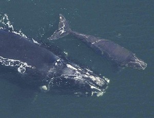 An earlier photo of Phoenix with her calf.