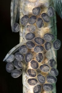 Twig catfish eggs (Photo by Mehgan Murphy)