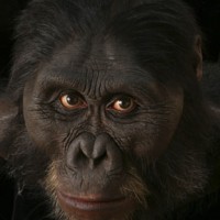 hyper-realistic busts of human ancestors