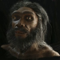 Homo heidelbergensis