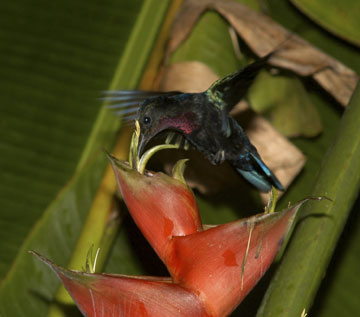 Which came first: The beak or the flower?