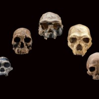 Five fossil human skulls