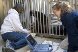 Zoo staff perform an ultrasound on giant panda Mei Xiang to look for a possible fetus. (Photo by Mehgan Murphy)