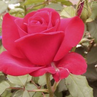 "Olympiad" hybrid tea