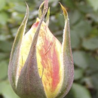 "Gingersnap" floribunda