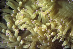 Brown Elegance coral (Photo courtesy of Michael Lang)