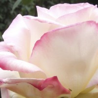 "Garden Party" hybrid tea