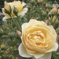 "Graham Thomas" shrub rose