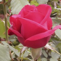 "Olympiad" hybrid tea