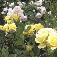 "Princess Alice" floribunda