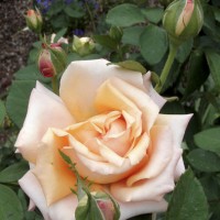 "Sunset Celebration" hybrid tea