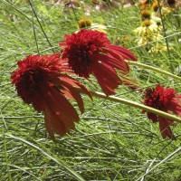 Double coneflowers