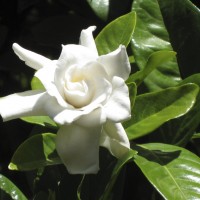 Gardenia