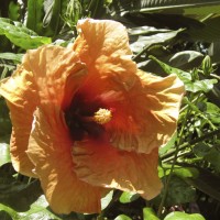 Hibiscus "Fifth Brigade"