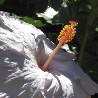 Hibiscus "Tylene"