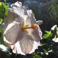 Hibiscus "Tylene"