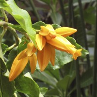 Juanulloa aurantiaca "Gold Finger" from Peru