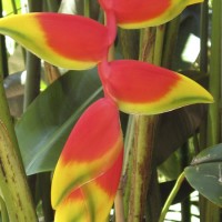 Lobster claw Heliconia