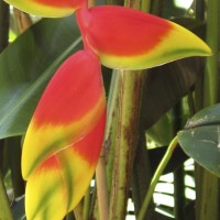 Lobster claw Heliconia