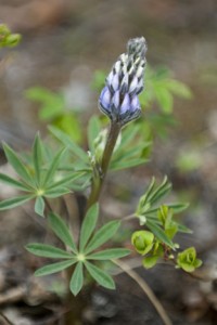 Lupine in Denali National Park, Alaska. (Photo by Kent Miller)