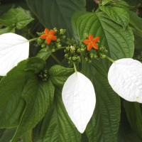 Mussaenda frondosa, Flag Bush from West Africa